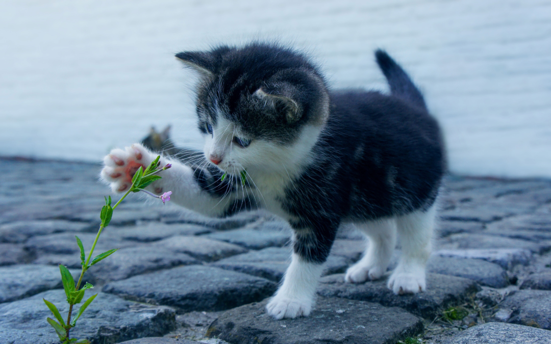 Curiosity in the primary ELT classroom. An image of a kitten touching a weed with its paw.